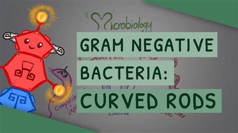 Gram Negative Bacteria Curved Rods Campylobacter Jejuni Vibrio