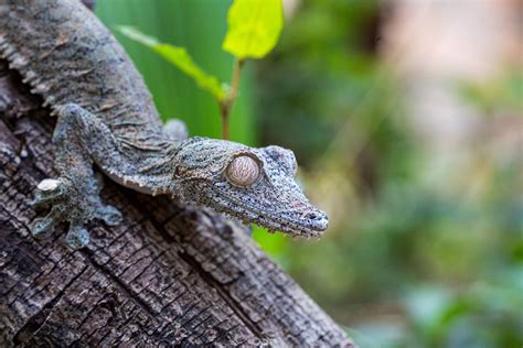 How To Raise A Giant Leaf Tailed Gecko Animal Media Foundation