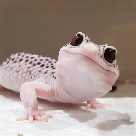 Sallygeckobase Reptile Reptiles Reptilesofinstagram Animal Pet