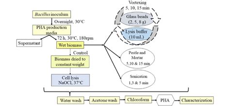 Schematic Flowchart Showing The Pha Recovery From Bacillus Sp By