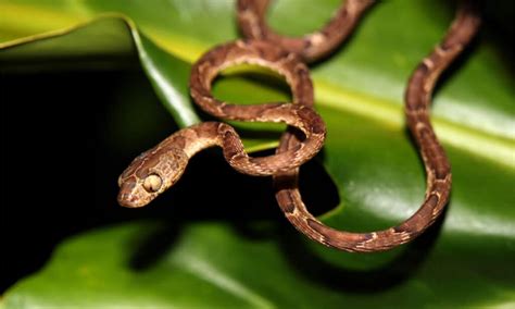 11 Snakes With The Biggest Heads In The World A Z Animals