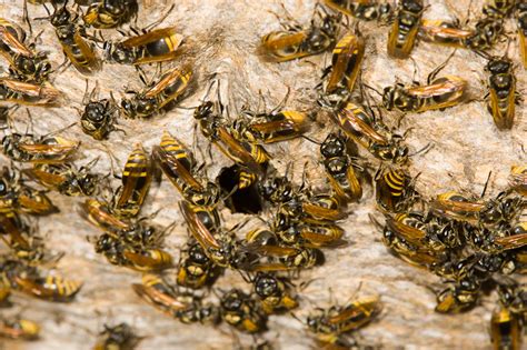 Mexican Honey Wasp Brachygastra Mellifica