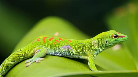 Crested Gecko Wallpaper 66 Images