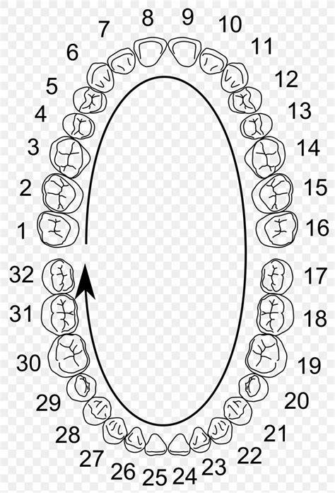 Universal Numbering System Human Tooth Deciduous Teeth Dental Anatomy