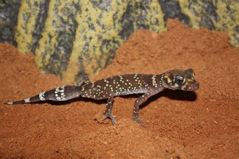 Thick Tailed Gecko Reptile And Grow