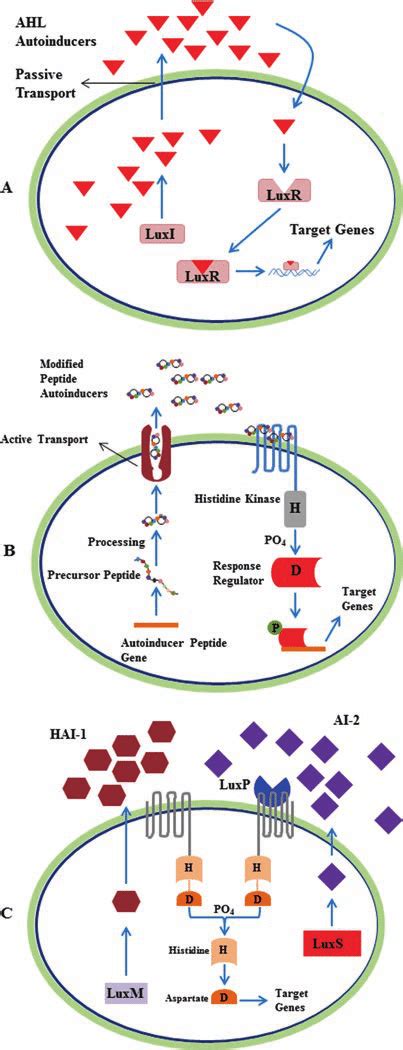 4 Types Of Bacterial Quorum Sensing Systems A Gram Negative