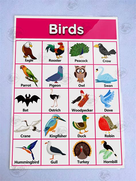 Birds Laminated Educational Chart A4 Mga Ibon Wall Charts For Kids