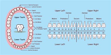 Teeth Numbers And Names Chart Of Adult Teeth Rodeo Dental