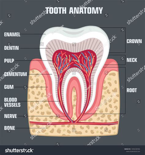 Dental Tooth Anatomy