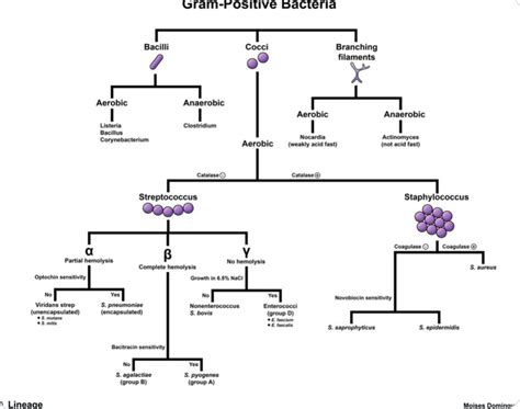 Aaron Goodman Papa Heme On Twitter Gram Postive Bacteria