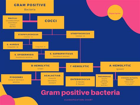 Gram Positive Bacteria In Microbiology Examples And Structure