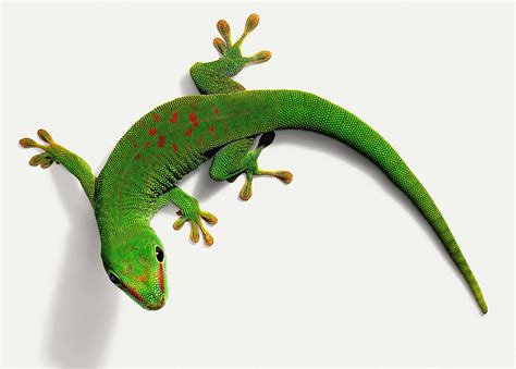 A Guide To Caring For Day Geckos As Pets