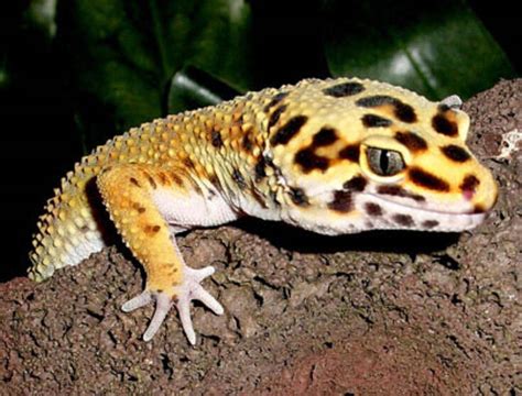 Leopard Gecko Wallpaper 59 Images