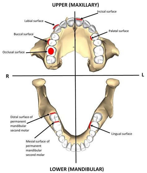 Teeth Types Of Teeth Tooth Anatomy Clinical Relevance Geeky Medics