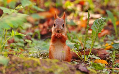 Wallpaper Forest Animals Nature Wildlife Rodent Autumn Flower