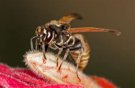 Mexican Honey Wasp Brachygastra Mellifica Bugguidenet