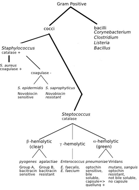 Gram Positive Bacillus Flow Chart Porn Sex Picture