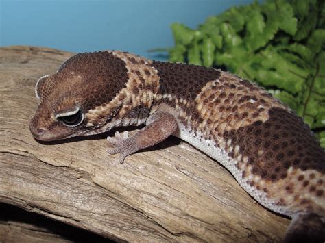 African Fat Tailed Gecko Facts Habitat Diet Life Cycle Pictures