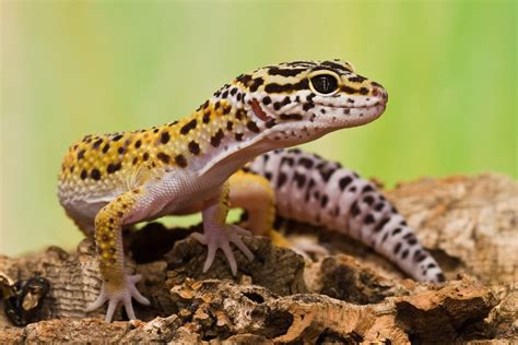 Leopard Gecko