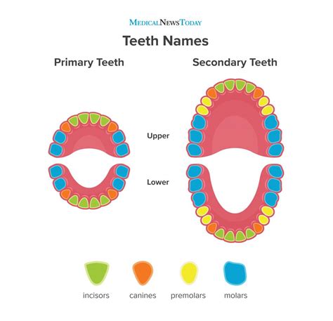 Diagram Of Upper And Lower Teeth