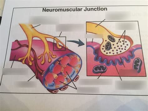 Neuromuscular Junction Diagram Diagram Quizlet