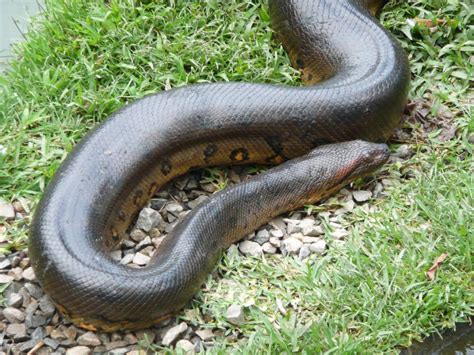 Titanoboa The Gigantic Snake That Terrorized Prehistoric Colombia