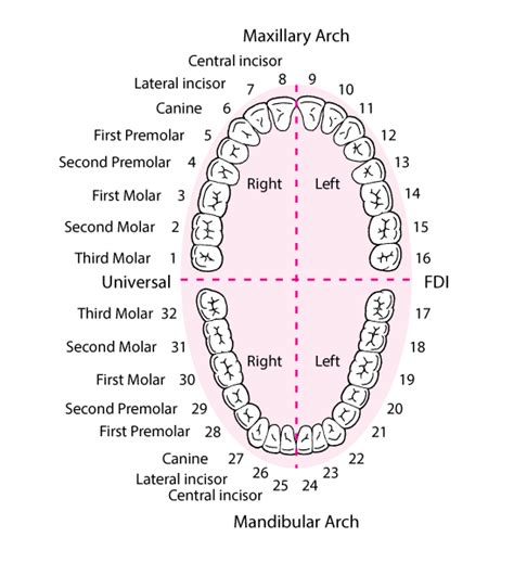 Dental Anatomy And Development Dental Disorders Merck Manuals