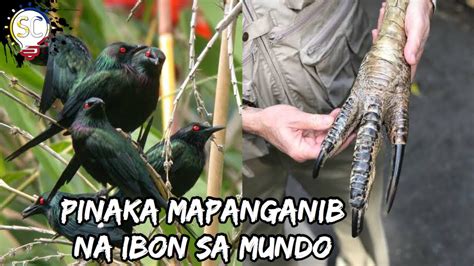 Ibat Ibang Uri Ng Ibon Sa Bansa