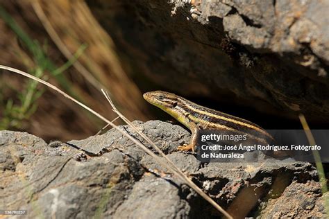 Long Tailed Gecko In Stone High Res Stock Photo Getty Images