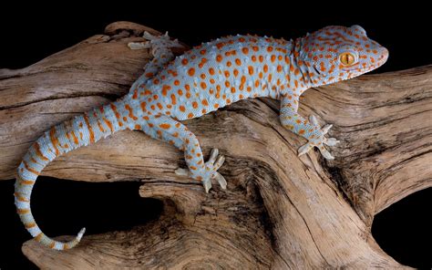 Wallpaper Gecko Reptile Lizard Animals 9983