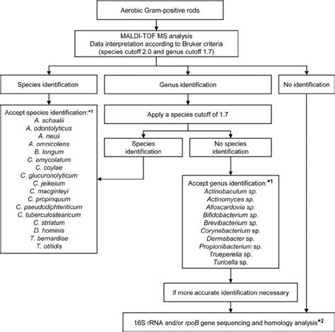 Gram Positive Rods Identification Chart