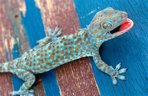 The Tokay Gecko Is A Masterclass In Tail Shedding Australian Geographic