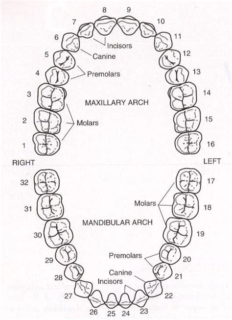 Printable Tooth Numbering Chart