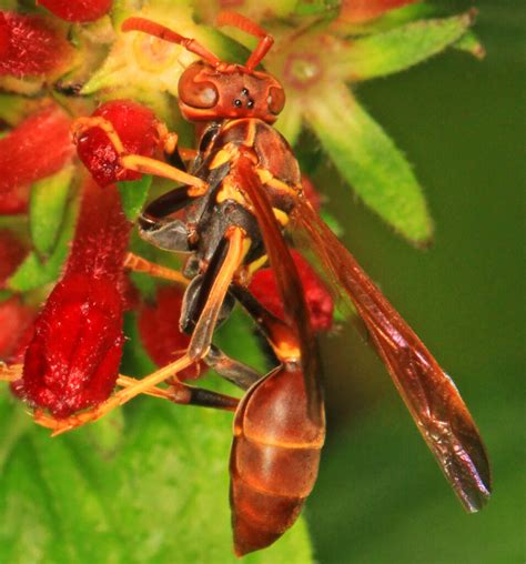 14 Common Wasps And Hornets In Texas Id Guide Bird Watching Hq