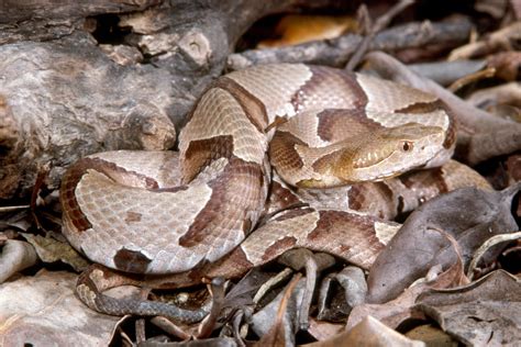 Eastern Copperhead Florida Snake Id Guide