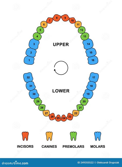 Adult Teeth Dentition Anatomy With Descriptions Upper And Lower Jaw