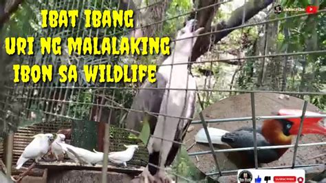 Tingnan Natin Ang Ibat Ibang Uri Ng Malalaking Ibon Sa Wildlife Qc Ll