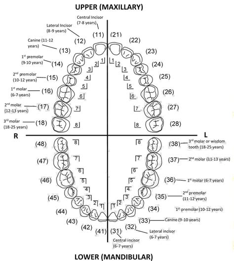 Teeth Types Of Teeth Tooth Anatomy Clinical Relevance Geeky Medics