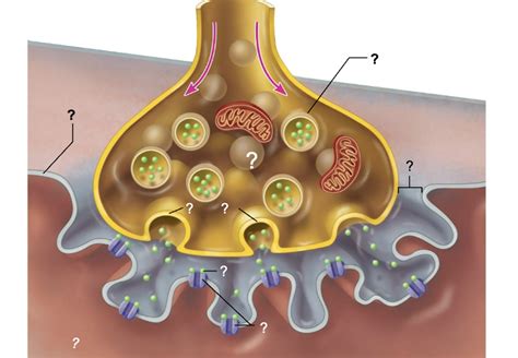 Neuromuscular Junction Diagram Quizlet