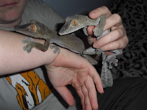 Giant Leaf Tailed Gecko Facts And Pictures