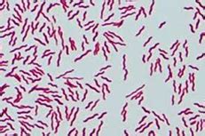 L69 Campylobacter Jejuni Yersinia Enterocolitica Salmonella Enterica