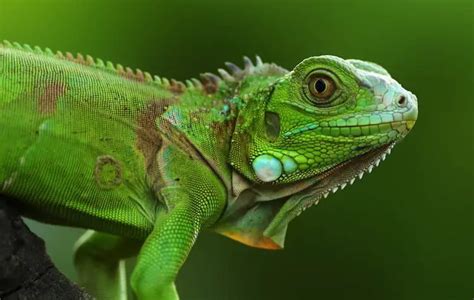 Top 20 Best Pet Lizards For Beginners Everything Reptiles