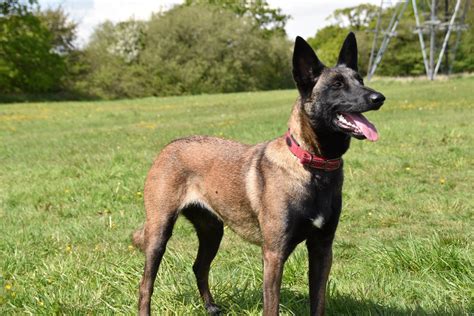 The belgians have been strong advocates of european integration. Belgian Malinois | Rescue Dogs | Gundog Training 4uBlog