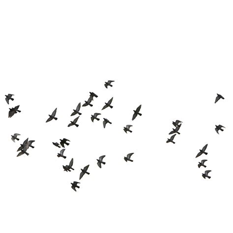 Flying Birds Vector Png