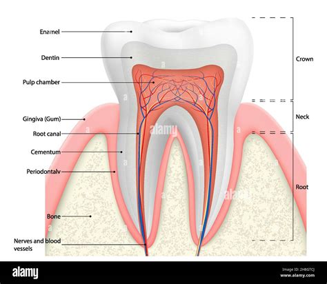 Human Tooth Structure Vector Diagram Cross Section Scheme Representing