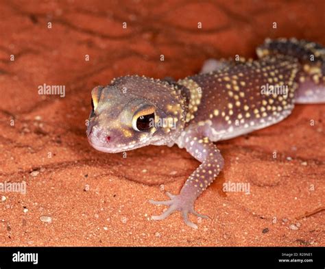 Thick Tailed Gecko Underwoodisaurus Milii Stock Photo Alamy