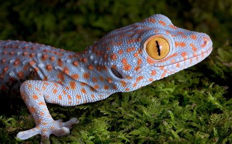 8 Tokay Gecko Hd Wallpapers Background Images Wallpaper Abyss