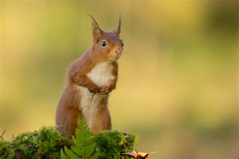 Nature Animals Squirrel Wallpapers Hd Desktop And Mobile Backgrounds