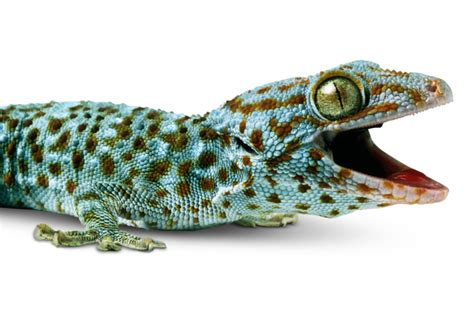 Facts About Geckos Where Do Geckos Live Dk Find Out