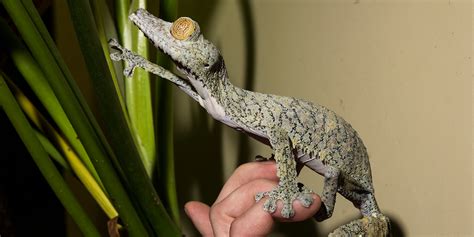 Giant Leaf Tailed Gecko Smithsonians National Zoo And Conservation